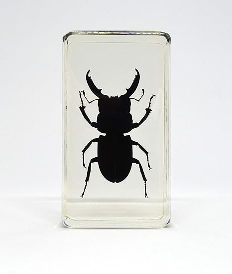 Amazon 透明標本制作所 樹脂封入 標本 クワガタ Dタイプ 実物 本物 生物 昆虫 観察 生体 剥製 文鎮 アクリル封入 レジン 生物 動物 人体 おもちゃ