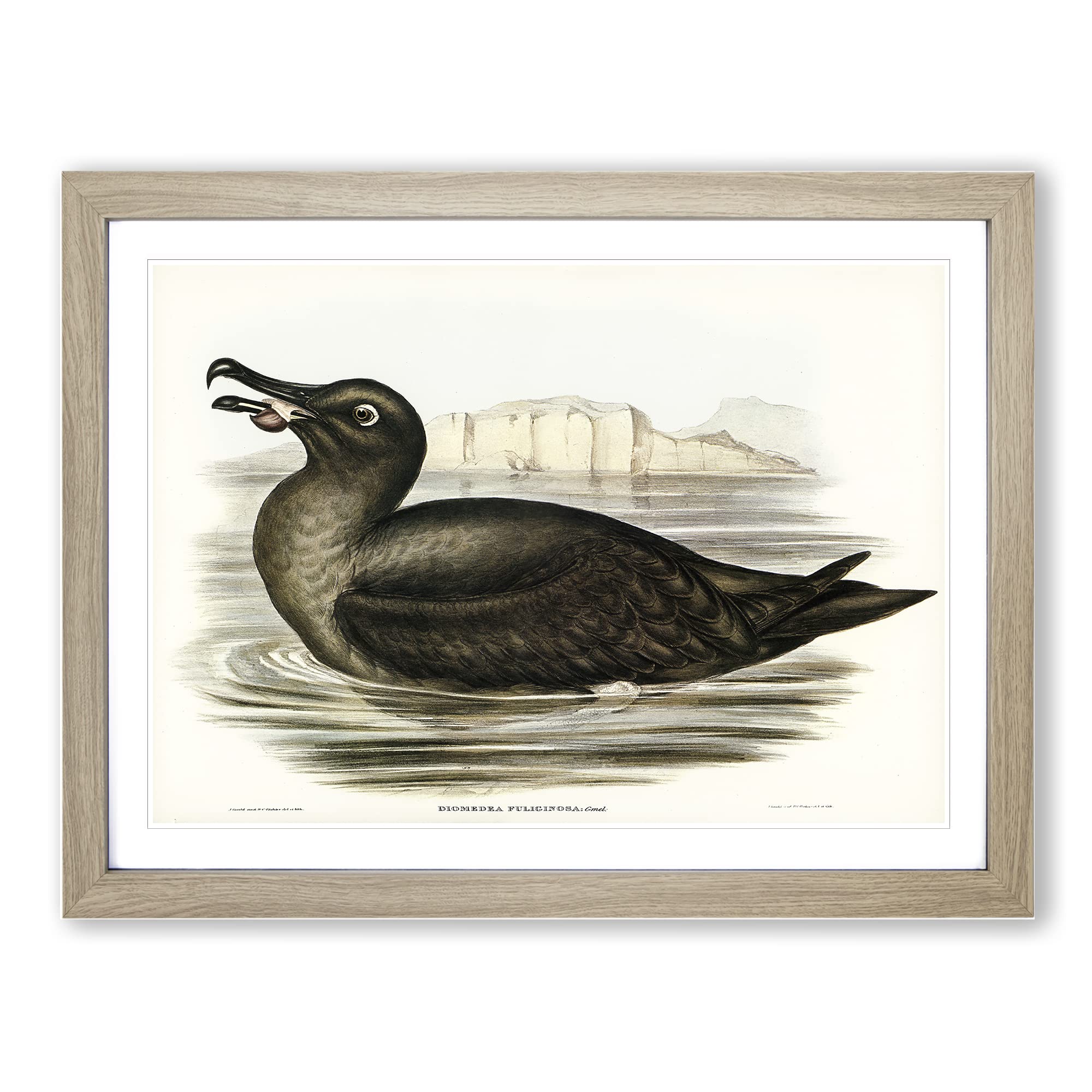 Sooty Albatross By Elizabeth Gould Vintage Framed Print | A3 Oak Framed Wall Art | Ready to Hang | Classic Nature Picture | Living Room Bedroom Lounge Office