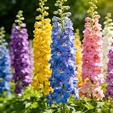 2000 Delphinium Seeds for Planting, Mix Consolida Ajacis Larkspur Flower Seeds, Annual Non-GMO Heirloom Larkspur Seeds for Garden Home Outdoor