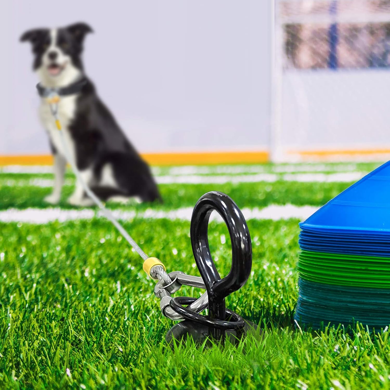 beach stake for dogs