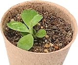 Atoke 50pk Biodegradable Seedling Pots 8cm Plant Starter Nursery Pots w/ 50 view 4