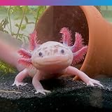 NT Labs Pro-f Axolotl Junior Pellet 60g - Sinking Amphibian Food view 5