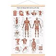 WEROUTE The Human Muscular System Chart Hanging Scroll Frame Canvas Print Human Anatomical Poster (16.5 x25)