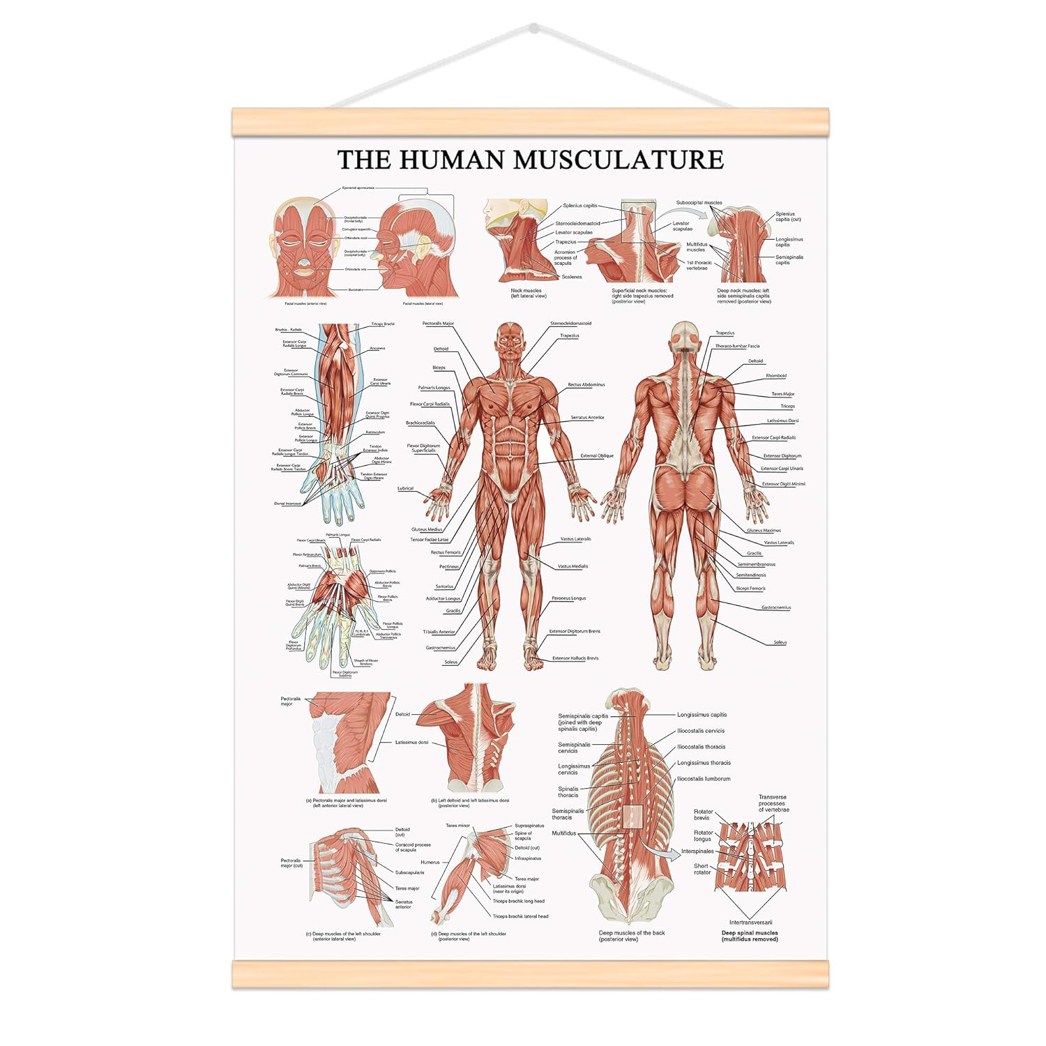 Wiring, Diagram and Flowchart: Skeletal System Posterior View Answer Key