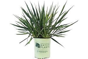 American Beauties Native Plants filamentosa 'Excalibur' (Yucca) Shrub, 2-Size Container, White Flowers