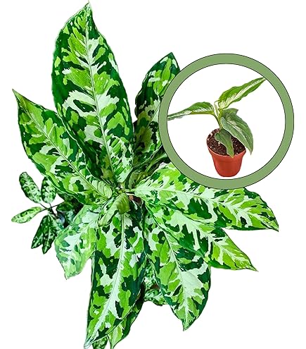 Amazon.com : Generic Aglaonema Pictum Tricolor Starter Plant