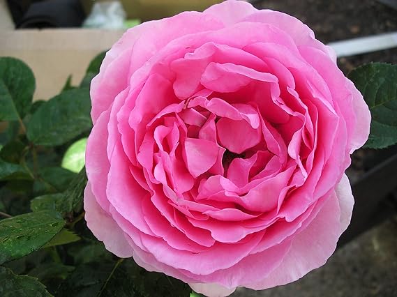 mum in a million rose marks and spencer