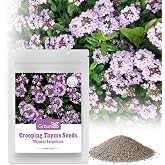 20000+ Creeping Thyme Seeds Ground Cover Plant - Thymus Serpyllum | Low Maintenance, Perennial Thyme Flower Seeds, Indoor &amp; Outdoor, Grown in The USA