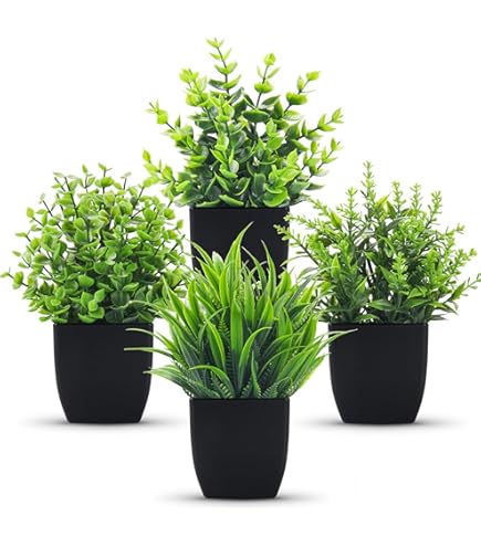 ani plants Bonsaiwonder | Ficus Ani