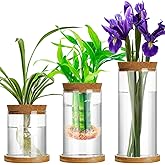 Maxcheck 3 Pcs 3 Sizes Plant Propagation Station Separated Glass Plant Terrarium Water Hydroponic Planter Holder with Lid and Wooden Stand Propagation Vase Pot for Home Indoor Office(Various Sizes)