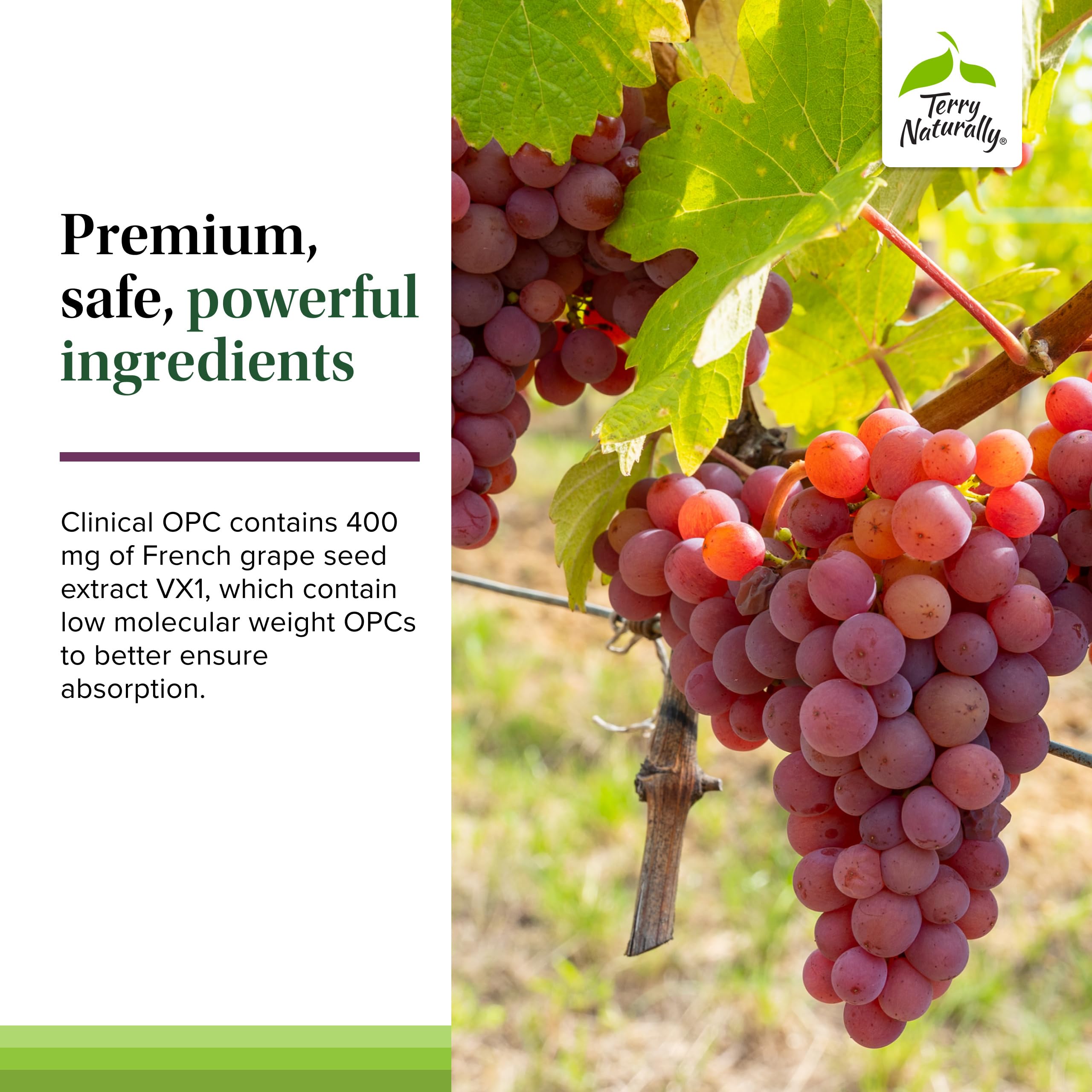 Terry Naturally Clinical OPC Extra Strength - Cardiovascular Health & Focus Support - Supplement with Grape Seed Extract - Immune Support Supplement - 60 Softgels