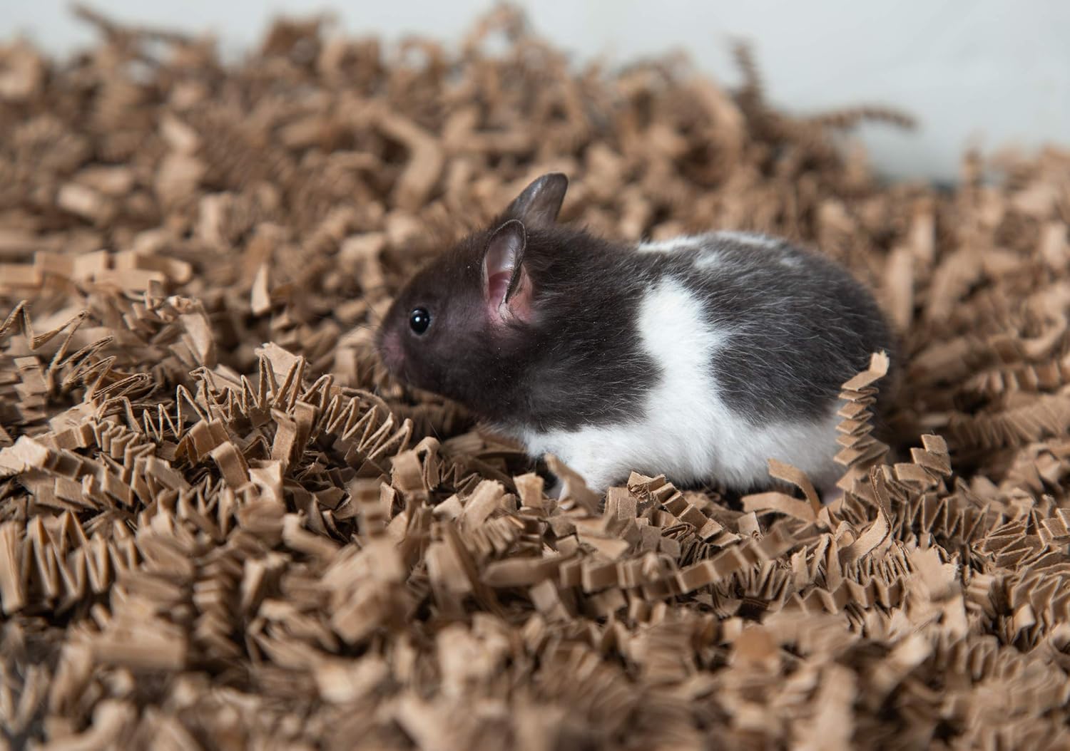 fibercore eco bedding