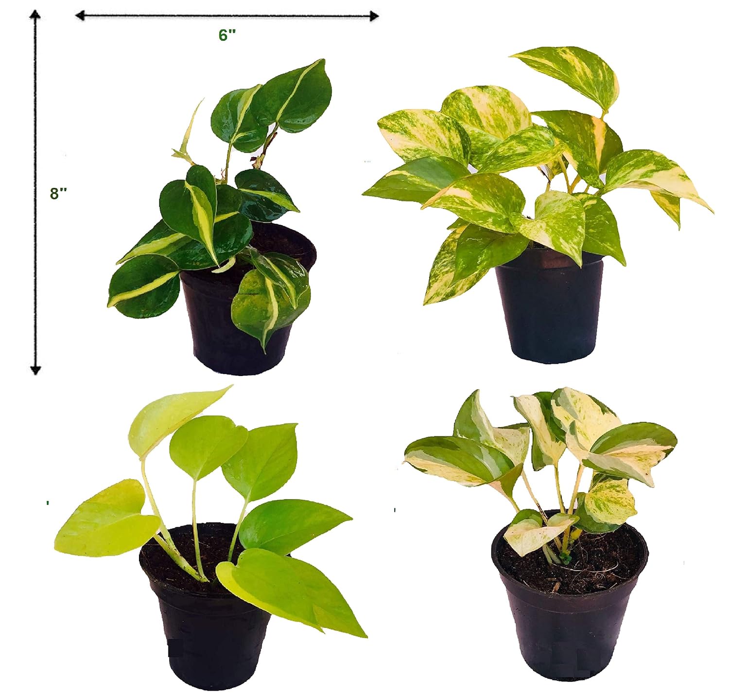 The Four Seasons Combo of Money Plants Scindapsus Gold King, Hederaceum
