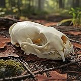 iBedding Taxidermy Real Animals Skull Decor - Model