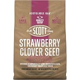 O.M. Scott &amp; Sons Strawberry Clover Seed, 2 lbs. | Lawn Seed Grows a Naturally Low Maintenance, Drought-Tolerant Lawn, 1,000 sq. ft.