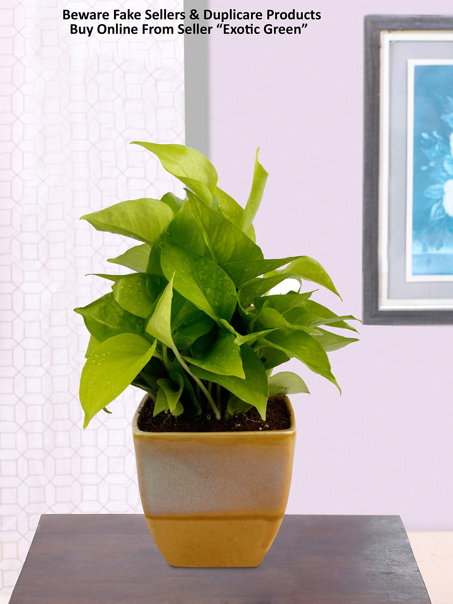 Exotic Green Indoor Air Purifying Live Golden Money Plant for Home Decor with Handglazed Cream & Cookie Colour Ceramic Pot (Live Indoor Plant) I Golden Money Plant Indoor with Pot