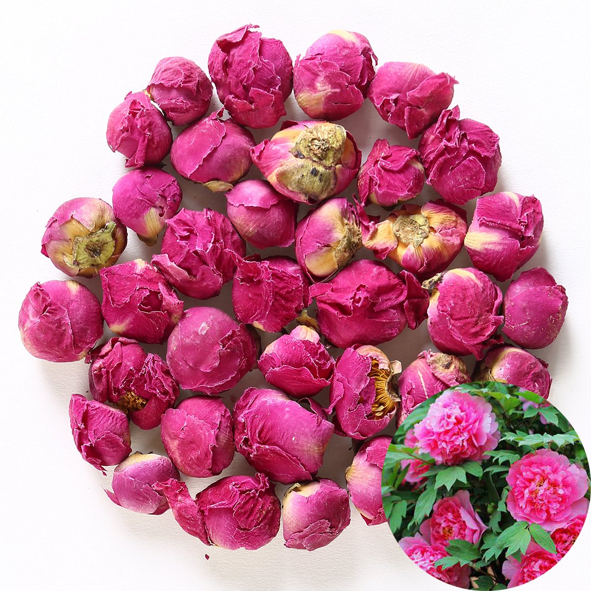 TooGet Fragrant Natural Peony Ball Paeonia lactiflora Dried Peony Flowers Wholesale - 4 OZ