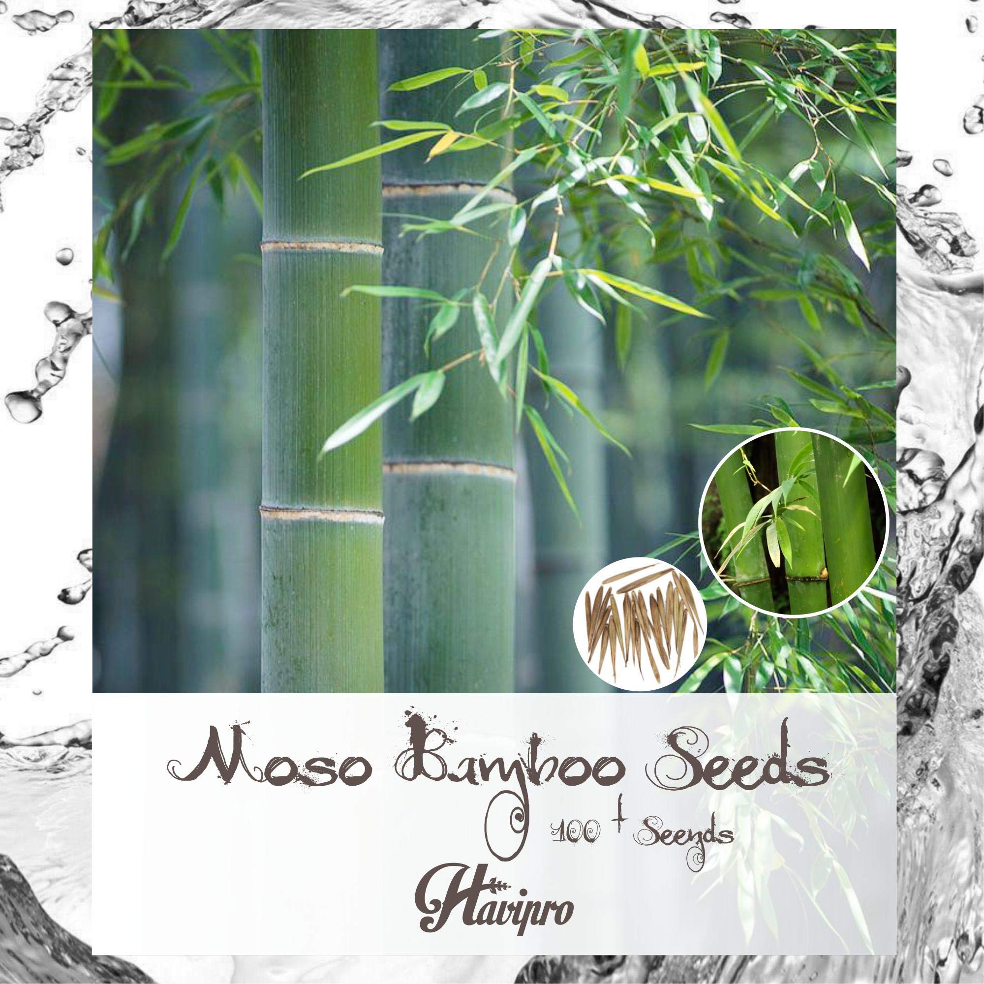 Buy Moso Bamboo Fresh Giant Bamboo for ing 100+ Seed High