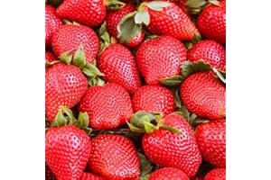 WIVOLIBE Strawberry Seeds for Planting - 2000+ Red Strawberry Seeds Non-GMO Organic Healthy Sweet Fruit for Home Garden