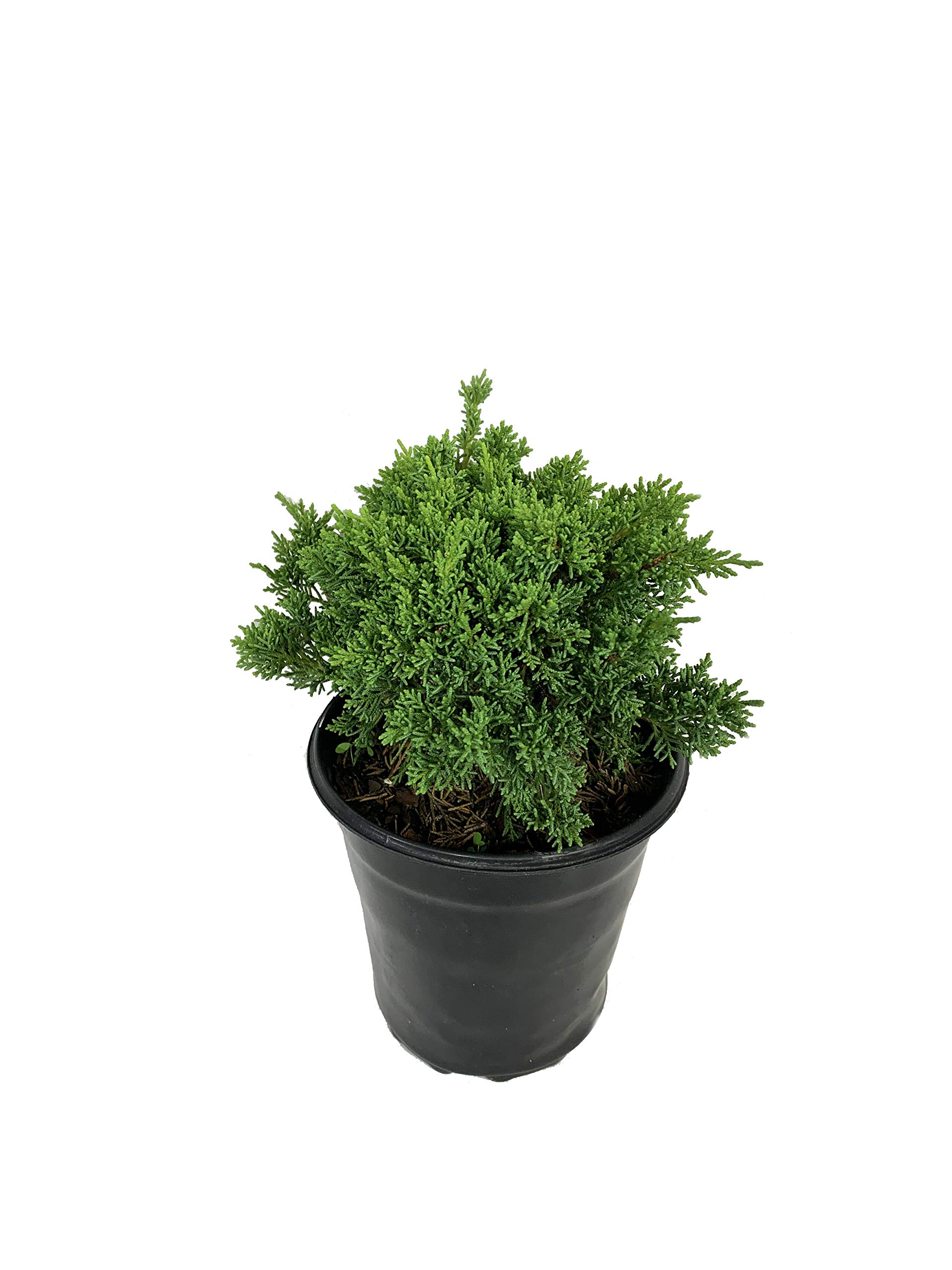 Buy Shimpaku Juniper 3 Live s in 6 Inch Pots Juniperus Chinensis