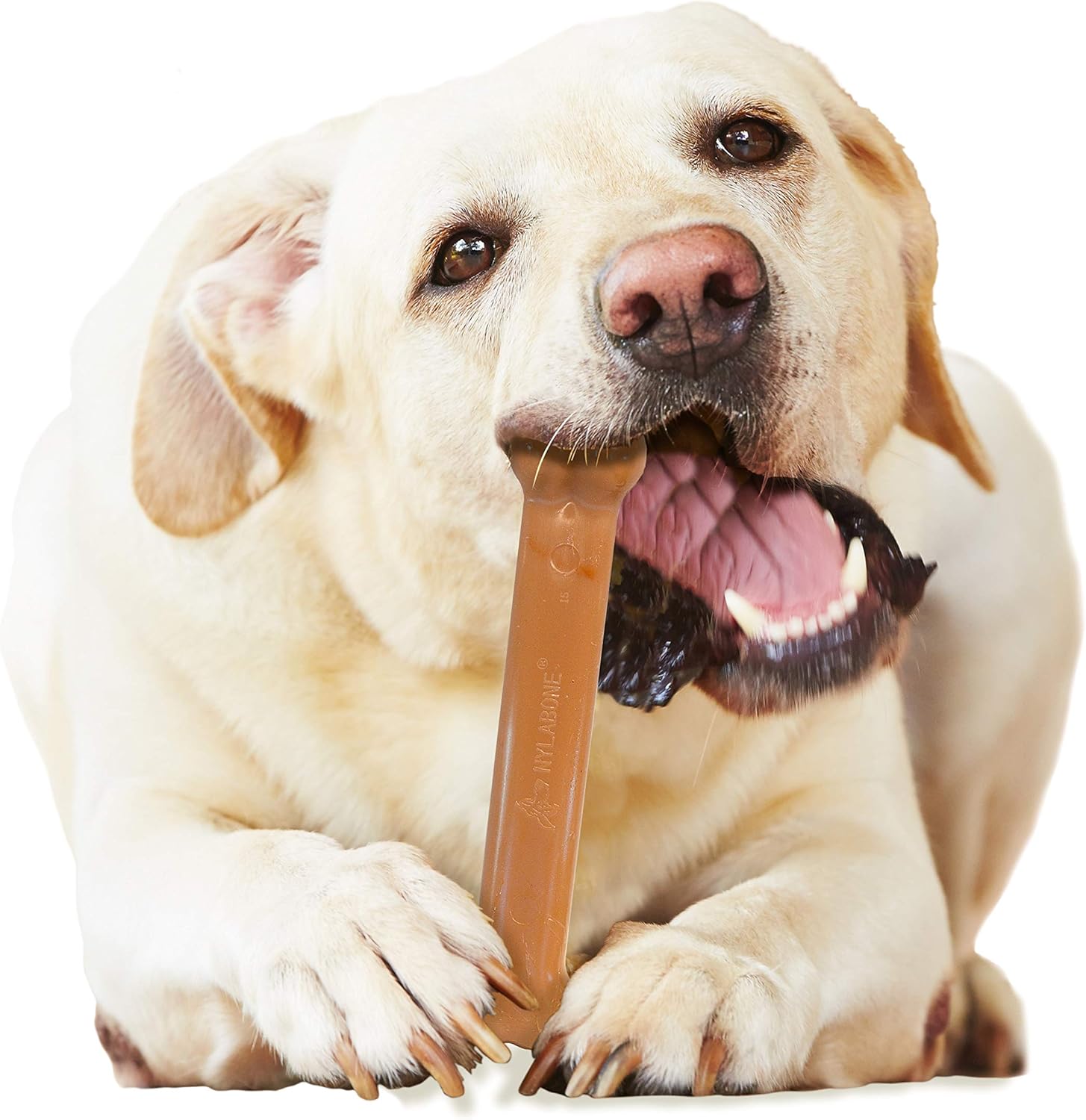 Pet Supplies : Pet Chew Toys : Nylabone Classic Twin Pack Power Chew Flavored Durable Dog Chew Toy, Bacon|Chicken, 2 count, Giant : 
