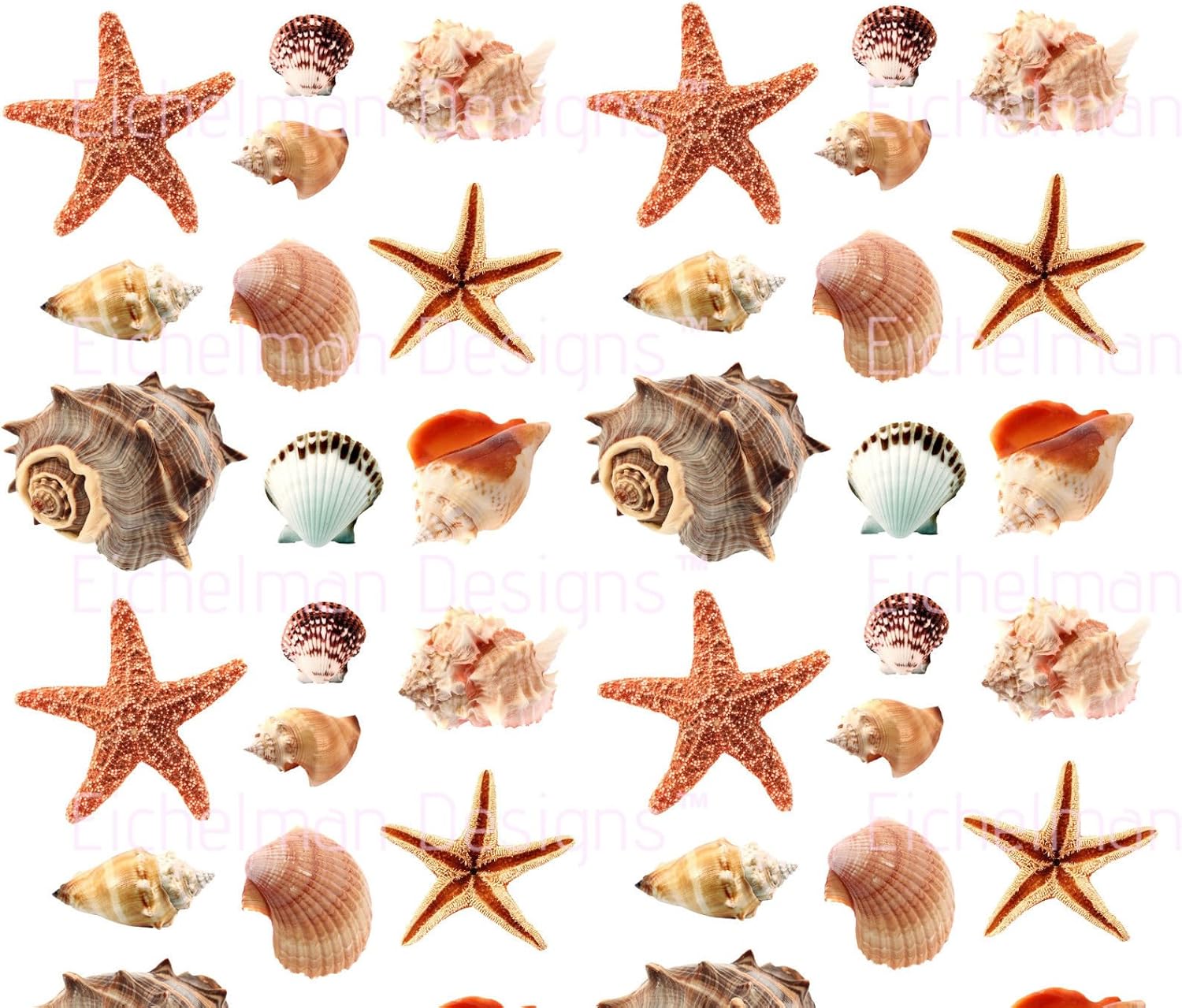 Amazon.com: SEASHELLS Wall Stickers 40 Decals Scrapbook Car Truck Sea
