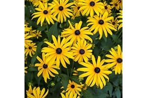 Groundio Black Eyed Susan Seeds, 7500+ Perennial Rudbeckia Hirta Yellow Flower Seeds for Planting Outdoor, Attracts Pollinators, Grown in The USA