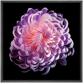 SIGNWIN Framed Canvas Wall Art Pink Purple Chrysanthemum...