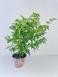 Two (2) Large Live Rue Herb
