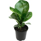 Plants for Pets Ficus Lyrata Fiddle Leaf Fig Plant, House Plants Indoors Live Ficus Tree Live Plant, Fig Trees Live Plants Indoor Plants Live Houseplants Fig Plants Live in Planter Pot in Soil Mix