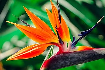 Oiseau Du Paradis Hawaïen Starter Plante Env 4 152 Cm