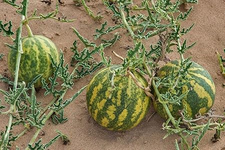 SHOP 360 GARDEN Rare Citrullus colocynthis/Colocynth/Indravaruni/Bitter Apple/Bitter cucumber/Indrayan Phal/Vine of Sodom Herbal Fruit Seeds For Growing - Pack of 25 Seeds