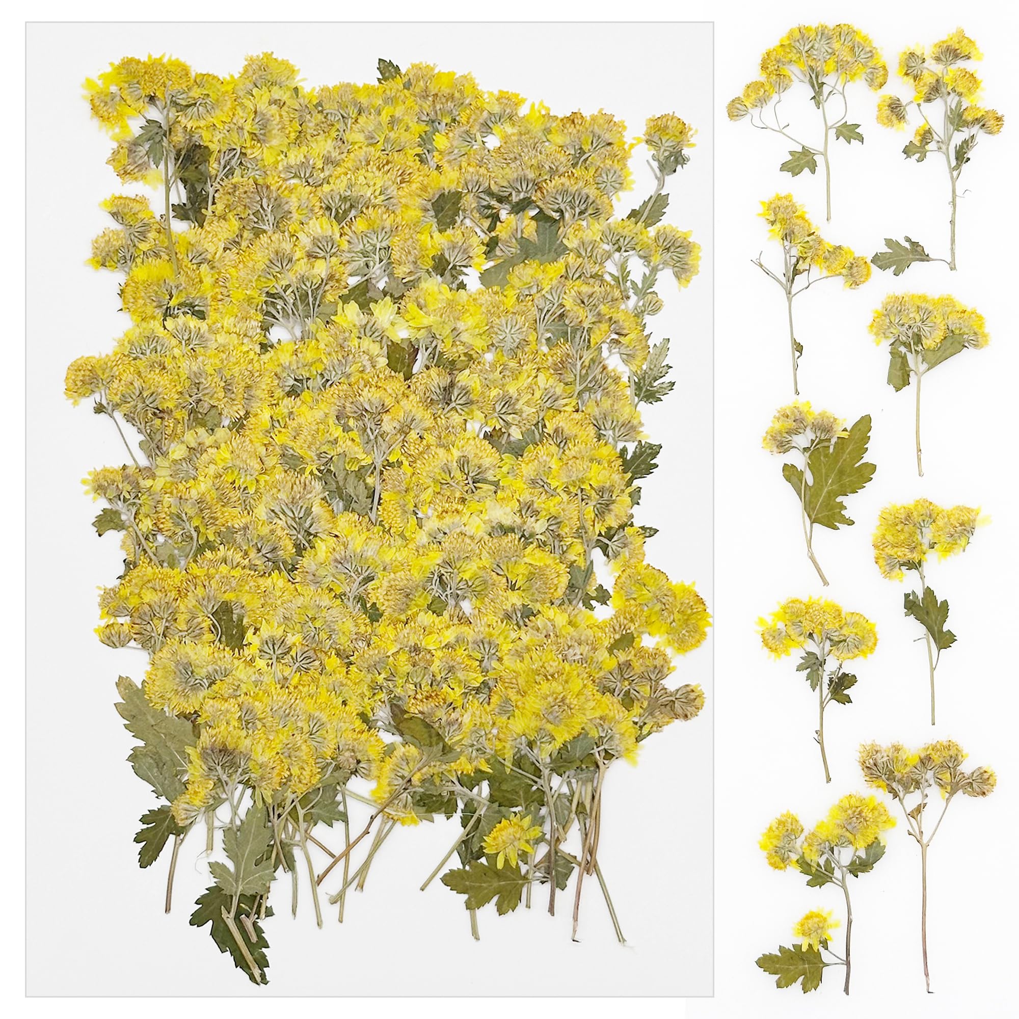 Cayway 100 PCS Real Dried Pressed Flowers Natural Dried Flowers, Dried Flowers for DIY Candle Resin Nails Jewelry Pendant Crafts Floral Art, Daisy