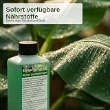 GREEN24 PROFI LINE Banana Musa Ensete Liquid Fertilizer NPK Plant Food view 4