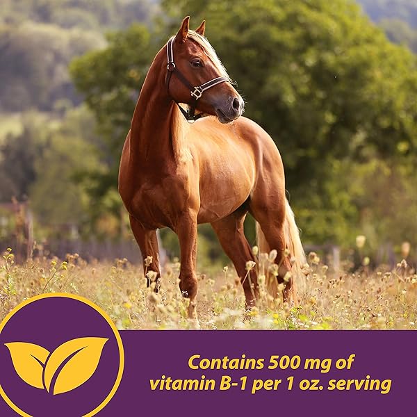 FARNAM HORSE HEALTH VITA B-1 CRUMBLES SUPPLEMENT FOR HORSES, SUPPORTS OPTIMAL MUSCLE ACTIVITY AND METABOLISM FOR PERFORMANCE, 3 POUNDS, 48 DAY SUPPLY