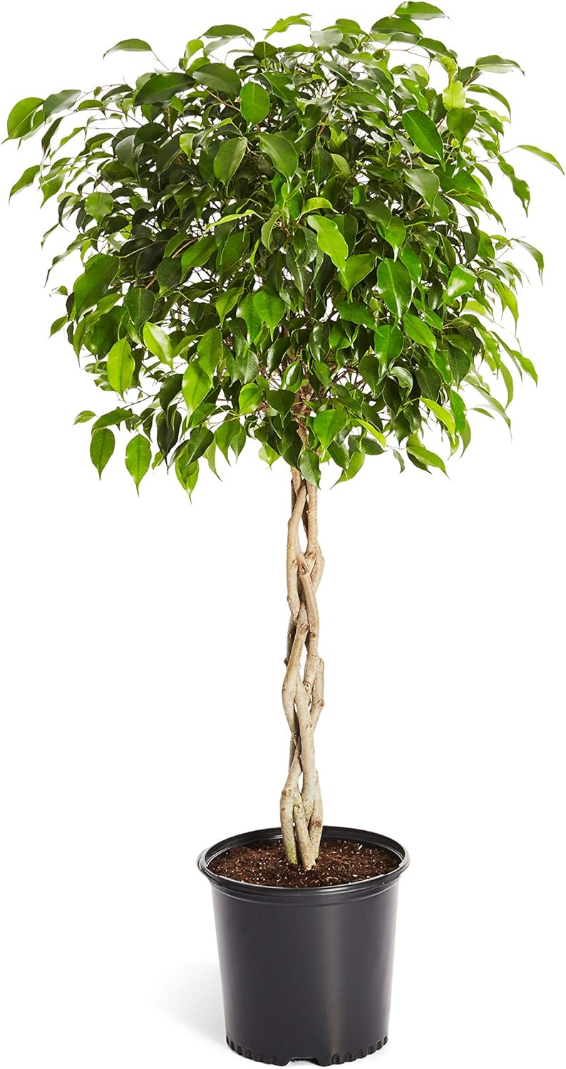 Ficus Tree