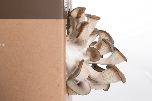 Funghipack-Kit de cultivo de setas sobre posos de café: Amazon.es ...