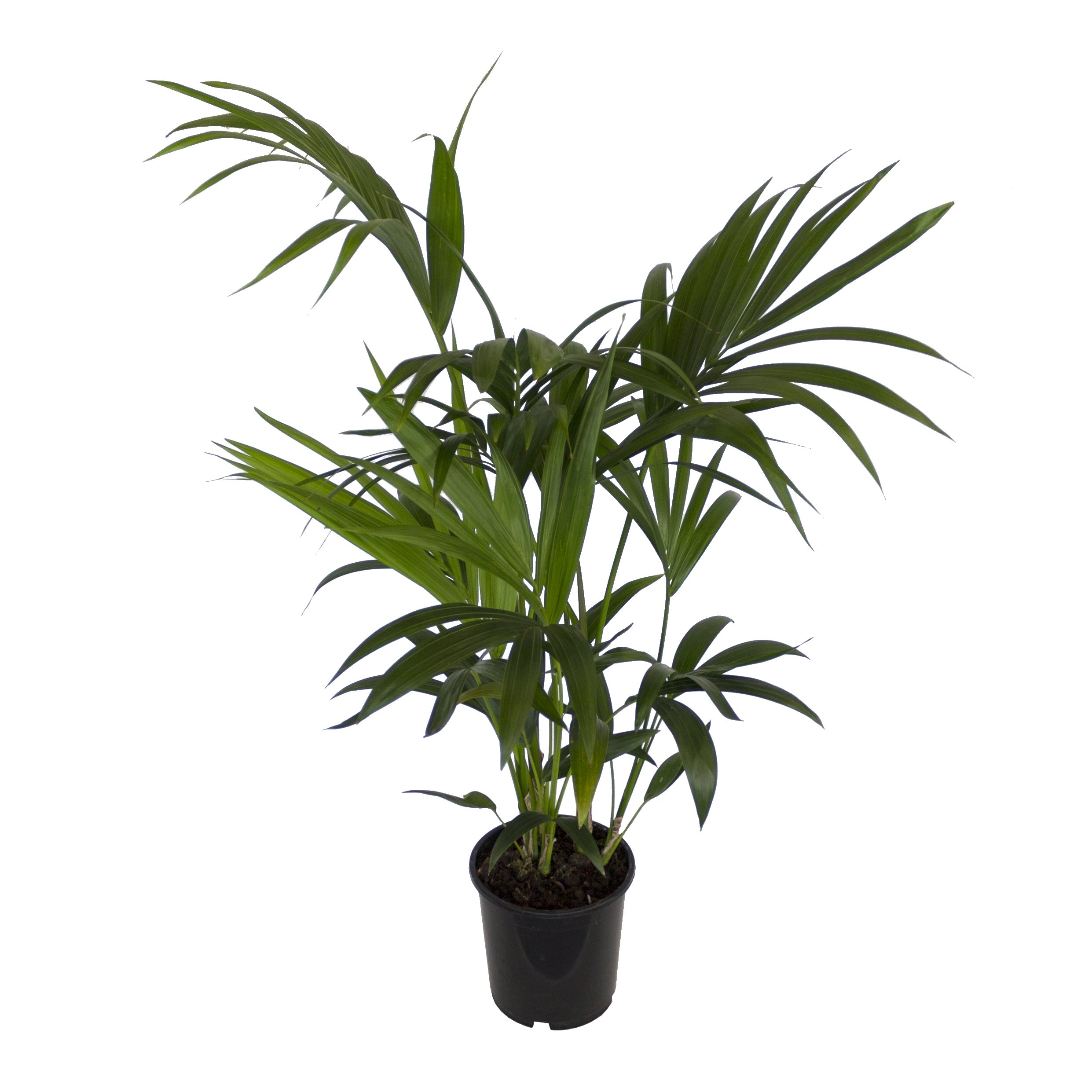 Am besten bewertete Produkte in der Kategorie Blumen