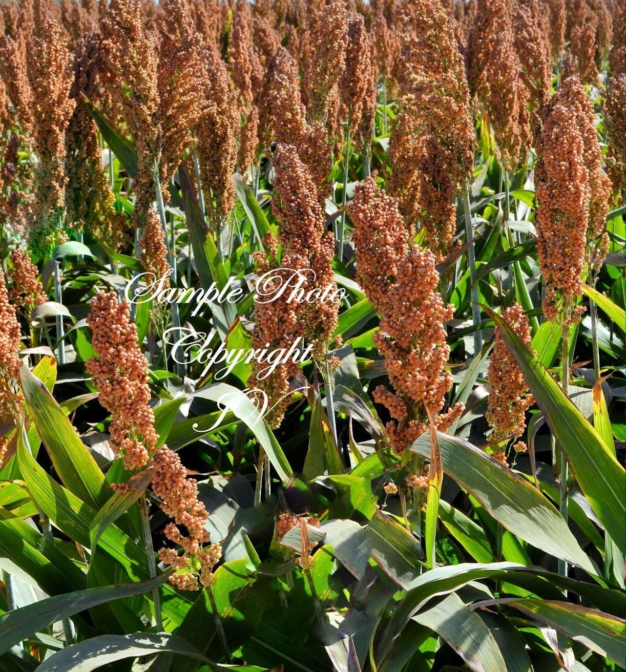 Sorghum Egyptian Wheat Seeds Ancient Gluten Free Grain Grow Your on Flour! 100 Seeds