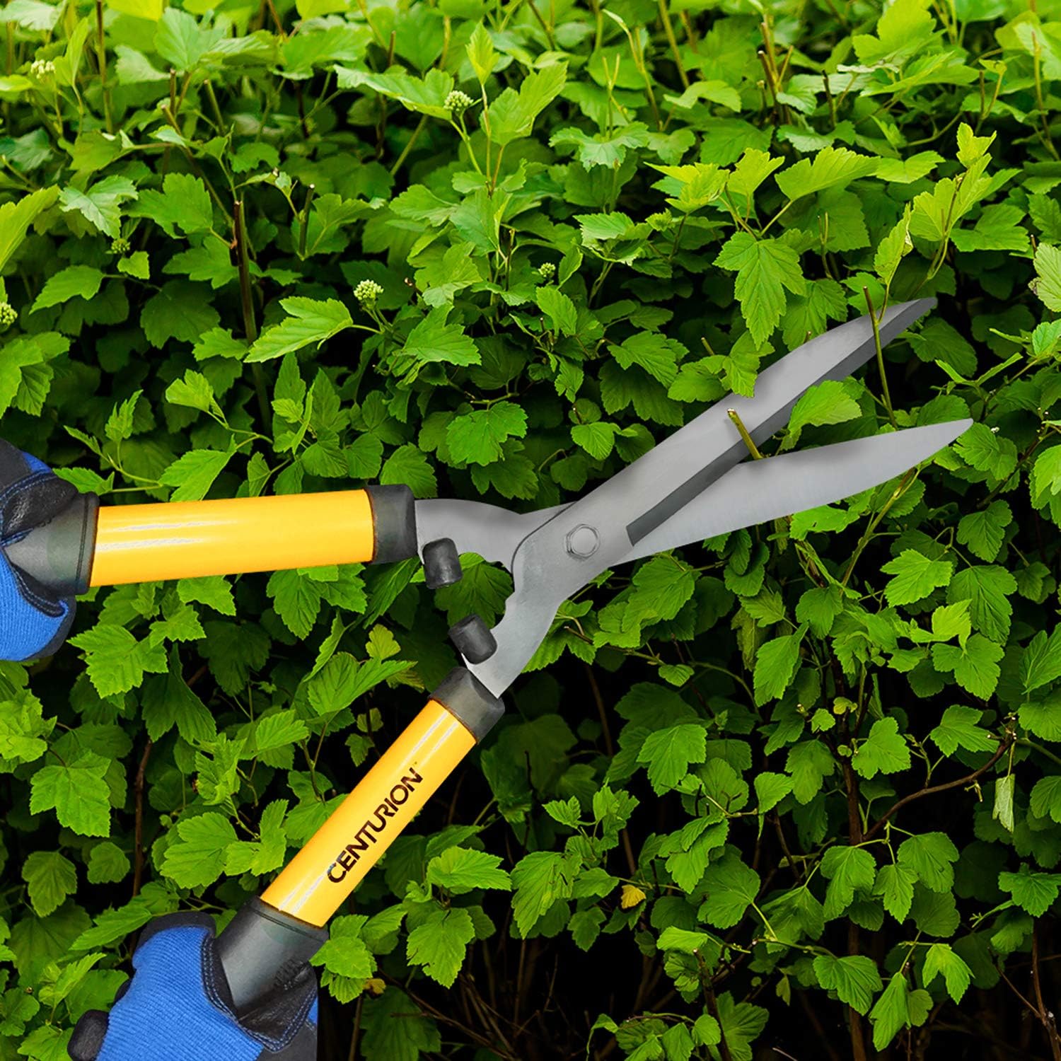 Centurion 511 Hedge Shears 8 Inch : Garden & Outdoor