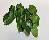 Fresh Kaffir Lime Leaves - 1 OZ.. Best on Amazon We