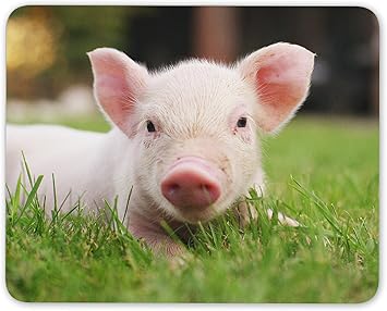 Tapis De Souris Representant Un Adorable Petit Cochon Amazon Fr High Tech
