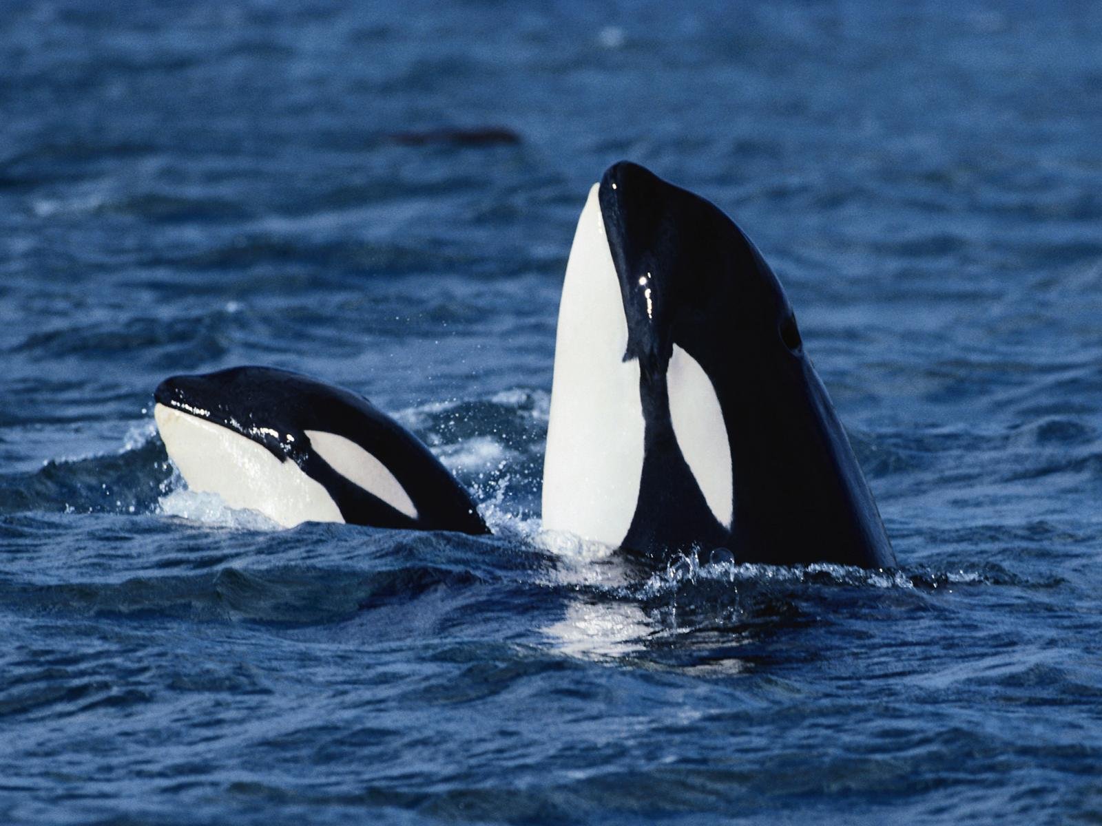 Amazon Com Killer Whales Wolves Of The Sea National Geographic Movies Tv