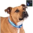 BLAZIN Brightest Light Up Dog Collars - The Original LED Dog Collar with 1,000 Feet of Visibility - USB Rechargeable Waterpro