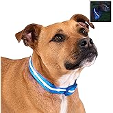 Blazin' Safety LED Dog Collar - USB Rechargeable with Waterproof Flashing Light - Blue (M) by Blazin' Bison