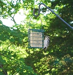 Suet Plus Bird Suet Cake 12 Pack of 11 oz Suet