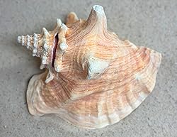 Shell King Queen Conch Shell 6"-8" - Bahamas