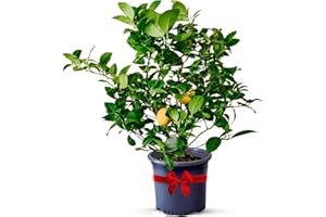 Meyer Lemon Trees Live Plants Outdoor 18-22" Tall - Dwarf Fruit Trees Potted Cannot Ship: CA/AZ/TX/LA – Mini Lemons Plant, Citrus Tree, Indoor Fruit Tree Live Plants, Housewarming Gift by Via Citrus