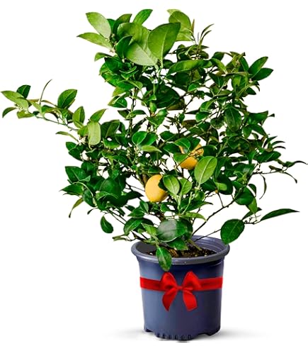 Amazon.com : Live Meyer Lemon Tree,Grow a Delicious Fruit Bearing Bonsai  Tree - Ships 3 to 4 feet Tall (Grafted Meyer Lemon Tree, 5 Gallon) : Patio,  Lawn & Garden