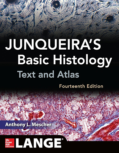 Download JUNQUEIRAS BASIC HISTOLOGY 14E (English Edition) PDF